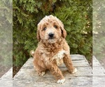 Small #2 Goldendoodle (Miniature)