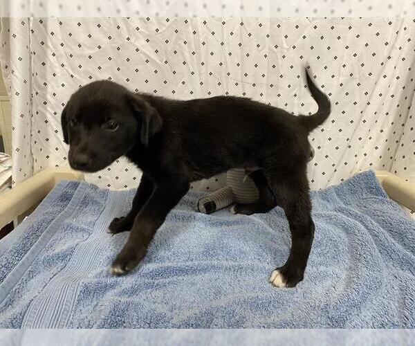 Medium Photo #1 Border Collie Puppy For Sale in Modesto, CA, USA