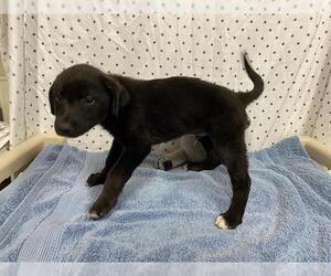 Border Collie Dogs for adoption in Modesto, CA, USA