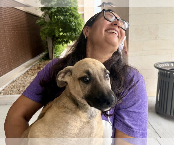 Medium Photo #4 Labrador Retriever-Unknown Mix Puppy For Sale in The Woodlands, TX, USA