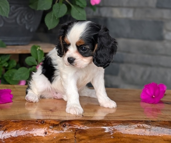 Medium Photo #3 Cavalier King Charles Spaniel Puppy For Sale in GOSHEN, IN, USA