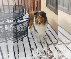 Collie Dogs for adoption in Pueblo West, CO, USA