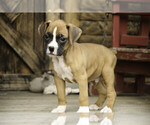Small #7 Boxer
