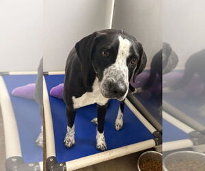 Mutt Dogs for adoption in Bolivar, MO, USA