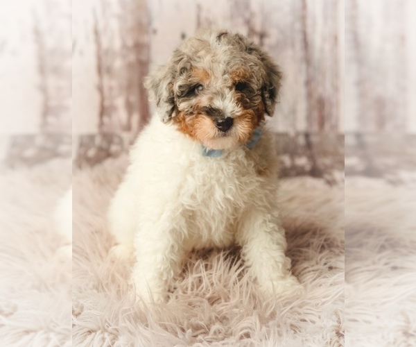 Medium Photo #1 Miniature Bernedoodle Puppy For Sale in TIPTON, IN, USA