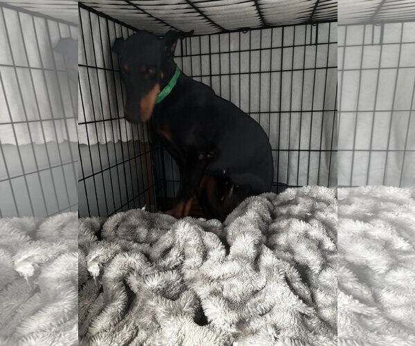 Medium Photo #1 Doberman Pinscher Puppy For Sale in Buffalo, MN, USA
