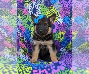 German Shepherd Dog Puppy for sale in ELKTON, MD, USA