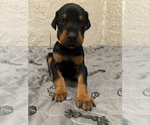 Puppy Orange Doberman Pinscher