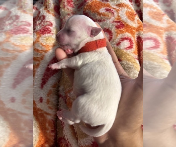 Medium Photo #3 Maltese-Morkie Mix Puppy For Sale in PEORIA, IL, USA