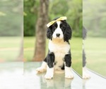 Puppy 5 English Springer Spaniel