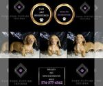 Small Photo #43 Dachshund Puppy For Sale in WARSAW, IN, USA