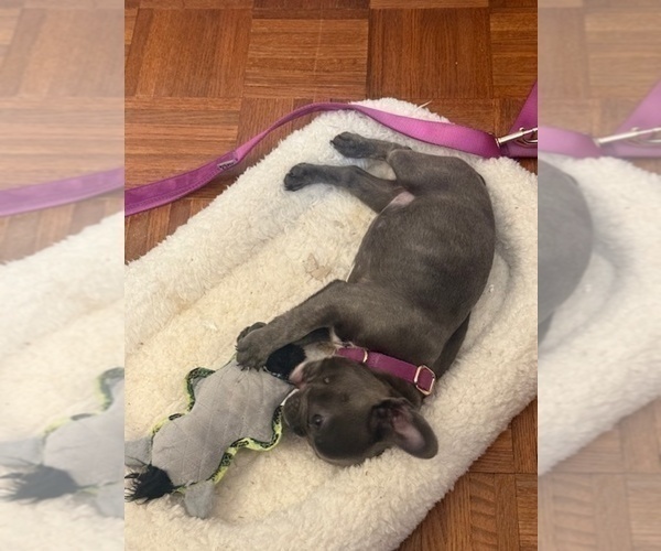 Medium Photo #4 French Bulldog Puppy For Sale in SAINT PETERSBURG, FL, USA