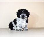Small Photo #15 Cock-A-Tzu Puppy For Sale in SAN DIEGO, CA, USA