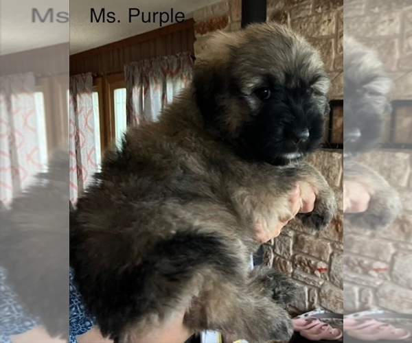 Medium Photo #4 Bouvier Des Flandres Puppy For Sale in BLANCO, TX, USA