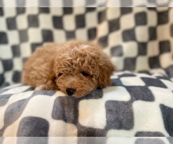 Medium Photo #2 Bichpoo Puppy For Sale in LAKELAND, FL, USA