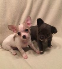 Chihuahua Puppy for sale in SUMMERVILLE, SC, USA