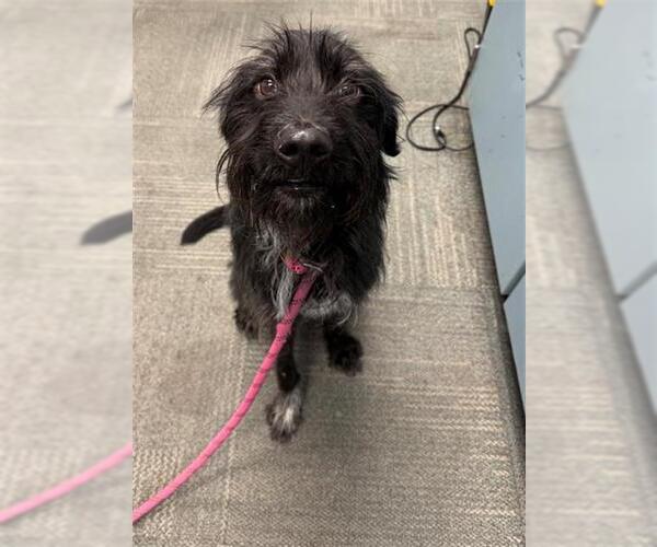 Medium Photo #1 Mutt Puppy For Sale in Peoria, IL, USA