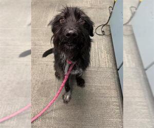 Mutt Dogs for adoption in Peoria, IL, USA