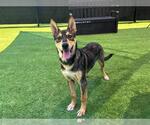 Small #2 German Shepherd Dog-Siberian Husky Mix