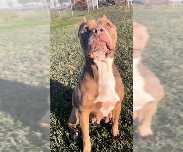 Medium Photo #2 American Bulldog-Unknown Mix Puppy For Sale in Rosenberg, TX, USA