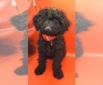 Puppy Puppy 2 Poodle (Miniature)