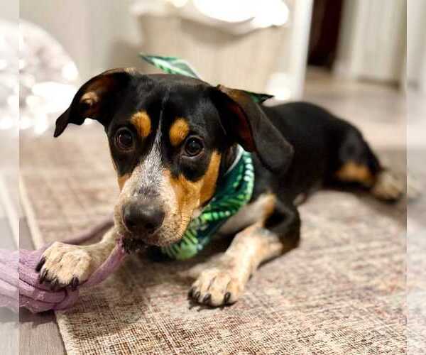 Medium Photo #16 Doxle Puppy For Sale in Dunnellon, FL, USA