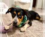 Small Photo #16 Doxle Puppy For Sale in Dunnellon, FL, USA