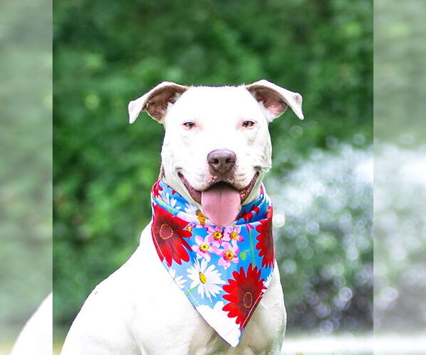 Medium Photo #1 Mutt Puppy For Sale in Unionville, PA, USA