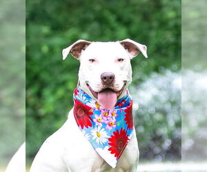 Mutt Dogs for adoption in Unionville, PA, USA
