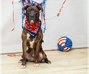 Medium American Pit Bull Terrier Mix