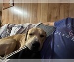 Small Photo #2 Labrador Retriever-Unknown Mix Puppy For Sale in Okolona, MS, USA