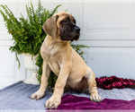 Small #5 Mastiff