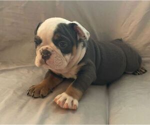 English Bulldog Puppy for sale in JOHNS ISLAND, SC, USA