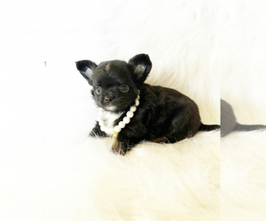 Chihuahua Puppy for sale in SACRAMENTO, CA, USA