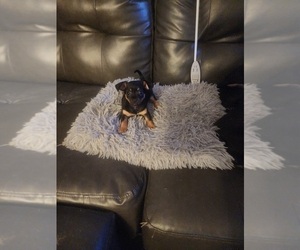 Chiweenie Puppy for sale in QUAKERTOWN, PA, USA
