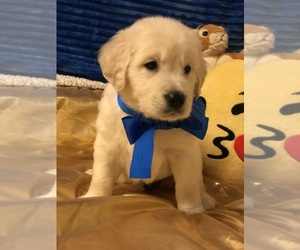 English Cream Golden Retriever Puppy for sale in WEST PALM BEACH, FL, USA