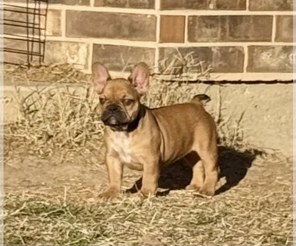 Medium Photo #5 French Bulldog Puppy For Sale in TEMPLE, TX, USA