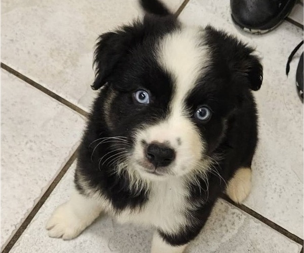 Medium Photo #1 Miniature Australian Shepherd Puppy For Sale in MILTON, WI, USA
