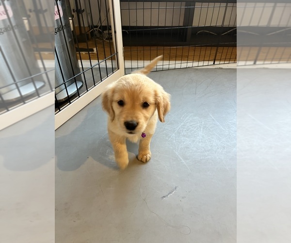 Medium Photo #3 Golden Retriever Puppy For Sale in COLORADO SPRINGS, CO, USA