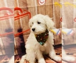 Small Photo #4 Maltipoo Puppy For Sale in ACWORTH, GA, USA