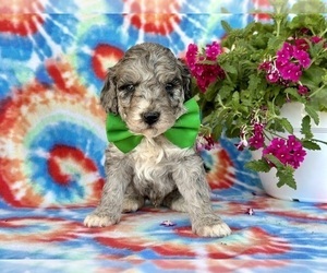Medium Goldendoodle (Miniature)