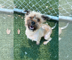Small Cairn Terrier Mix