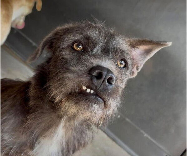 Medium Photo #2 Mutt Puppy For Sale in San Bernardino, CA, USA
