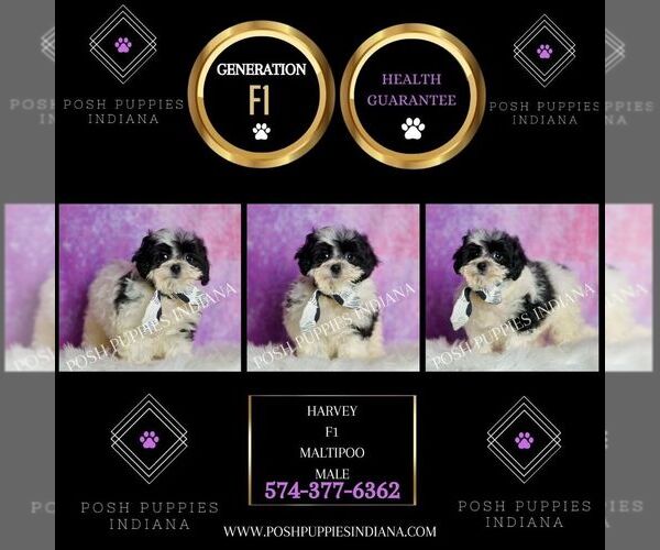Medium Photo #75 Maltipoo (Miniature) Puppy For Sale in WARSAW, IN, USA