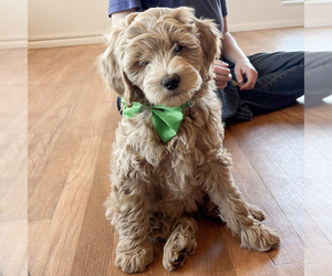 Goldendoodle (Miniature) Puppy for sale in ROY, UT, USA