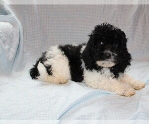 Cavapoo Puppy for sale in BLOOMINGTON, IN, USA