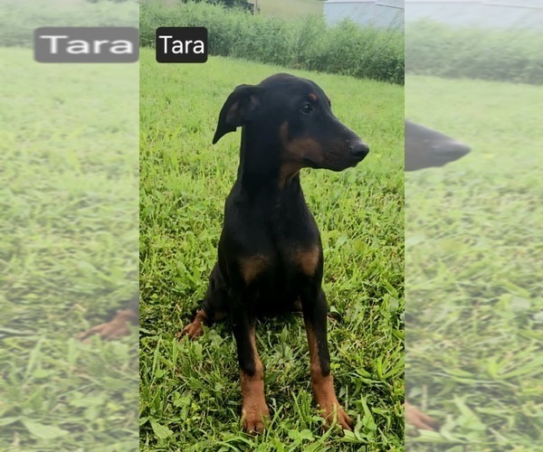 Medium Photo #3 Doberman Pinscher Puppy For Sale in POMEROY, OH, USA