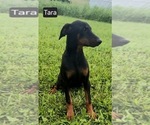 Small #2 Doberman Pinscher