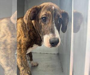American Staffordshire Terrier-Unknown Mix Dogs for adoption in San Antonio, TX, USA
