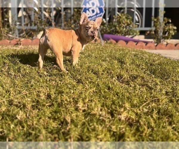 Medium Photo #4 French Bulldog Puppy For Sale in RANCHO CUCAMONGA, CA, USA